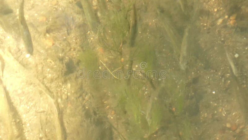 Top view of a shoal of small fish swimming in the water with seaweed