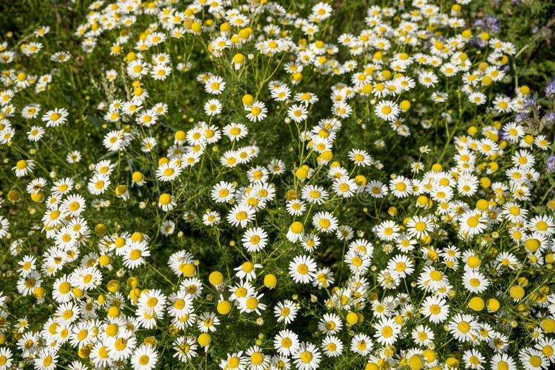 Top vie of common daisies stock image. Image of bloom 201939001