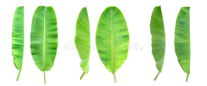 The Top View and Side of the Banana Plant Tree Leaves on a White ...