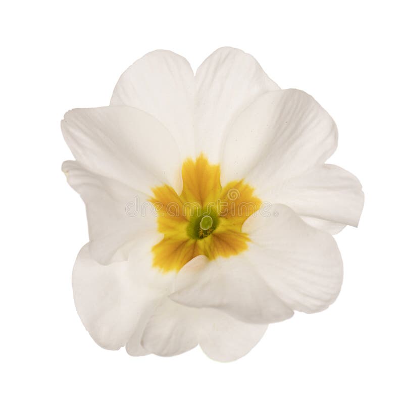 Spring Flowers On White Background Stock Image - Image of primrose ...