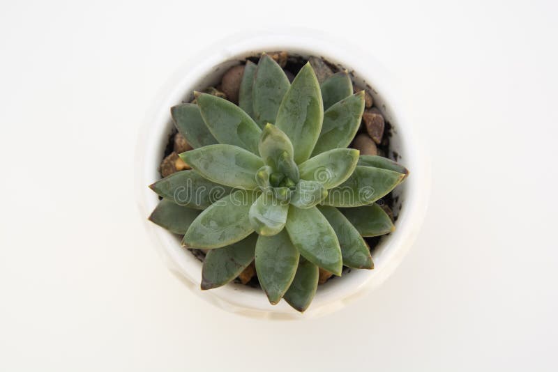 Top View Small Green Echeveria Succulent Plant Isolated On White Desk Background With Copy Space Work Table Stock Image Image Of Isolated Place 147764411