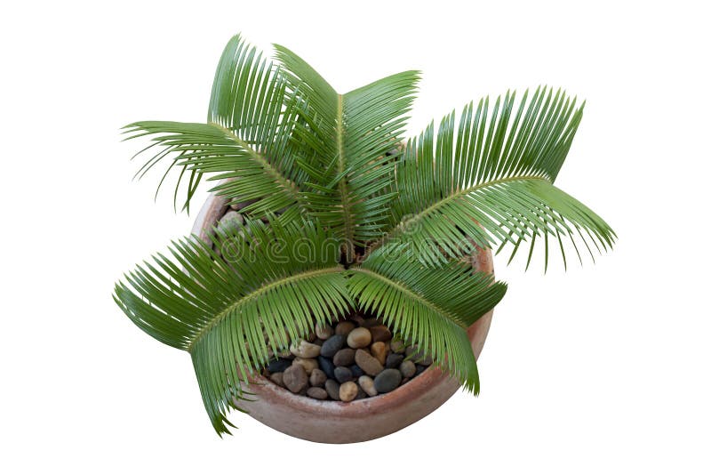 Top view of Small Sago Palm is growing in pot on white background.