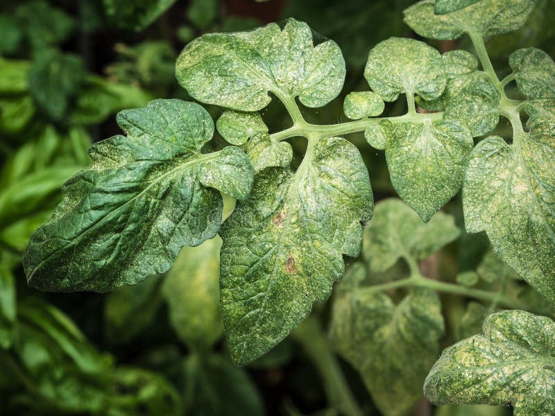 Photo shows a colonie of spider mites Tetranychus spp. ruining a tomato plant. Photo shows a colonie of spider mites Tetranychus spp. ruining a tomato plant