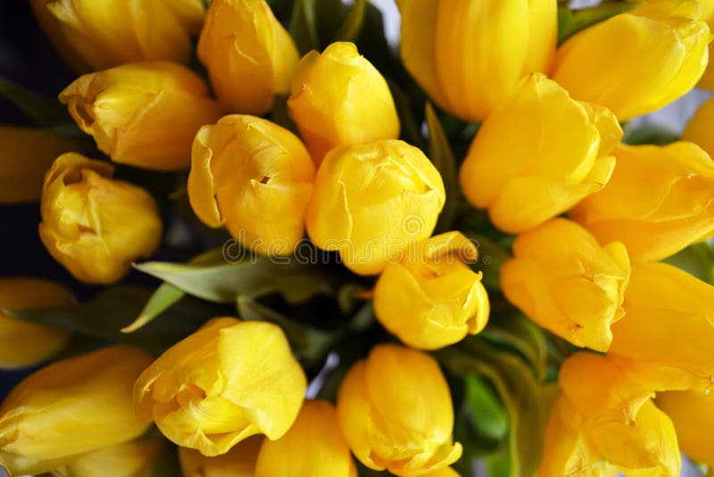 Top view of the spring buds of yellow tulips stock photography