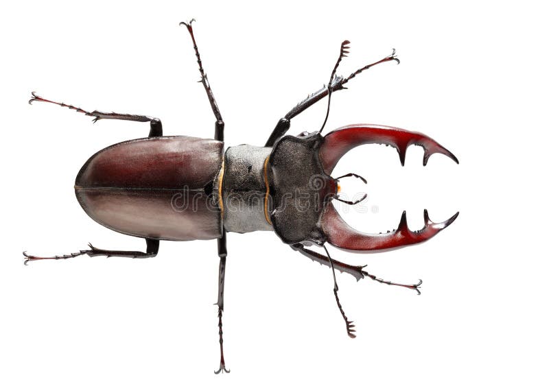 Top view of Stag Beetle