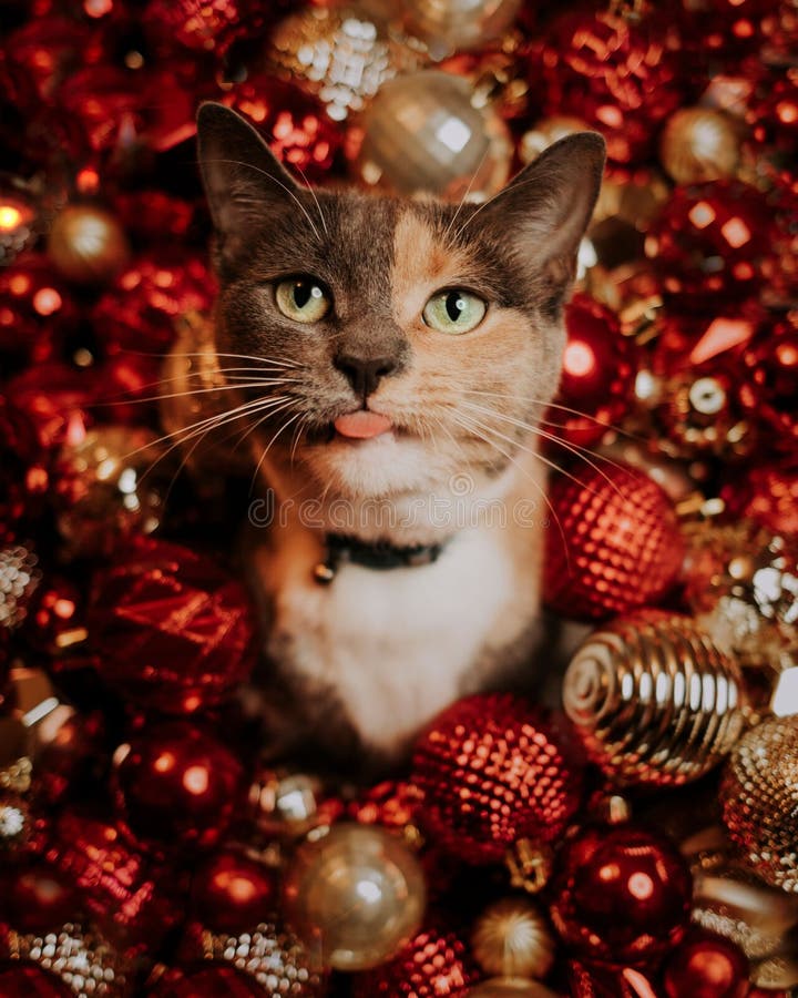 Cat christmas top cheap