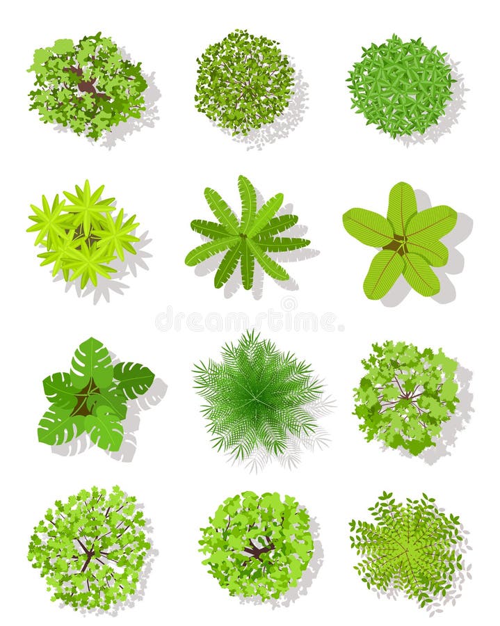 Top view tree. Landscape plan trees with leaves and bushes. Garden planting vector isolated design elements