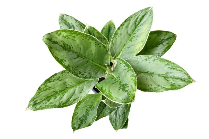 Top view of tropical \'Aglaonema Royal Diamond\' houseplant with silver pattern stock photo