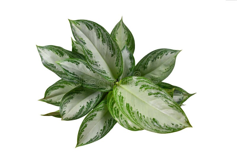 Top view of tropical \'Aglaonema Silver Bay\' houseplant with silver pattern stock photography
