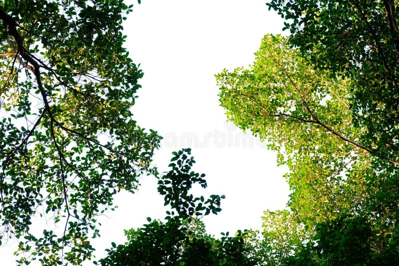 Top view tropical tree leaves with branches on white isolated background stock image Top view tropical tree leaves with branches on white isolated background stock image