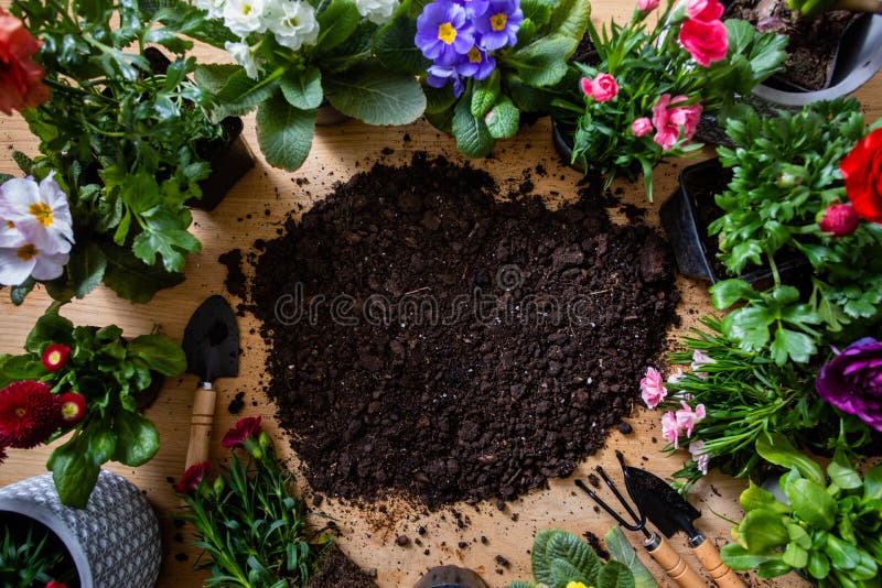 Top View of Various Flowers in Pots Stand Around the Soil Stock Photo Image of gardening