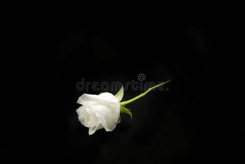 Top view of white rose and leaf on black background