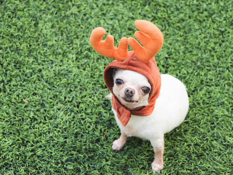 Top view of white short haier chihuahua dog wearing reindeer horn hat sitting on the green grass