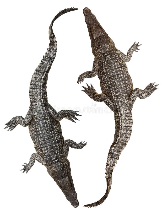 Крокодил сверху рисунок