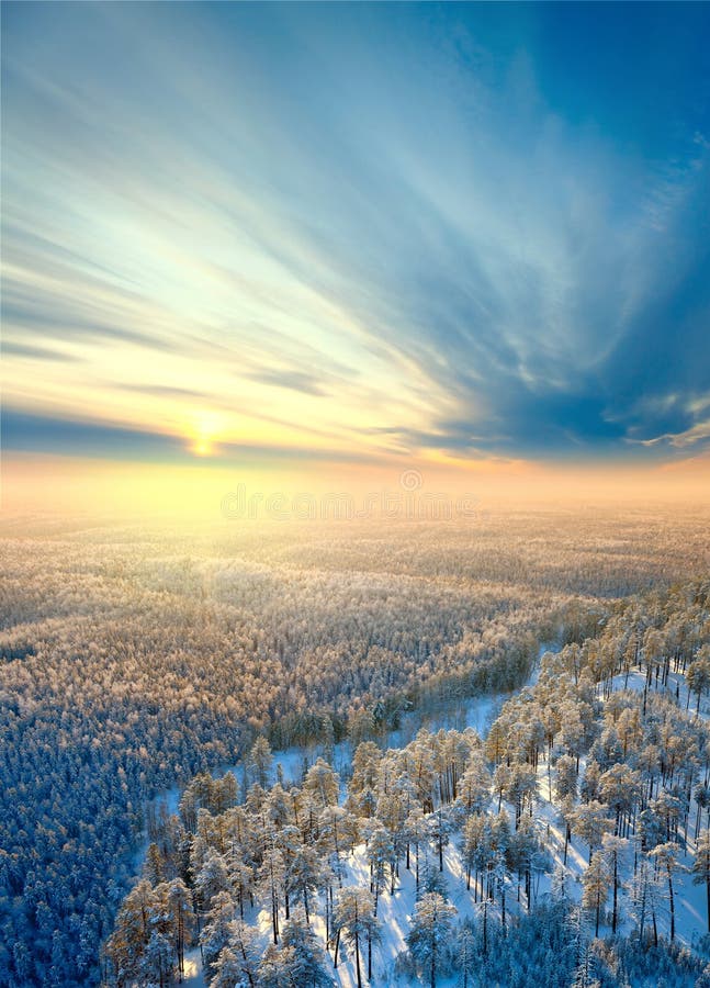 Top view of winter forest royalty free stock images