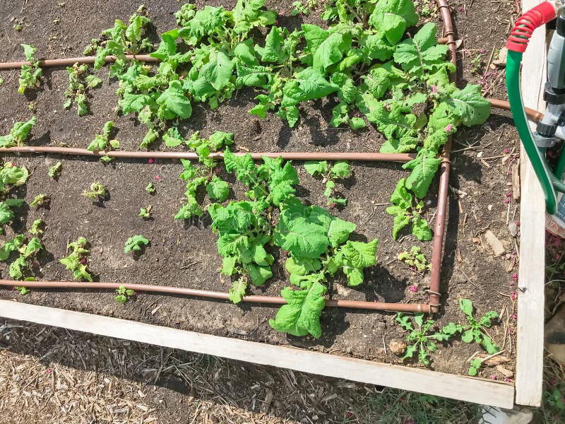 Raised Bed Garden With Soil Soak Hose And Lettuce Crop At