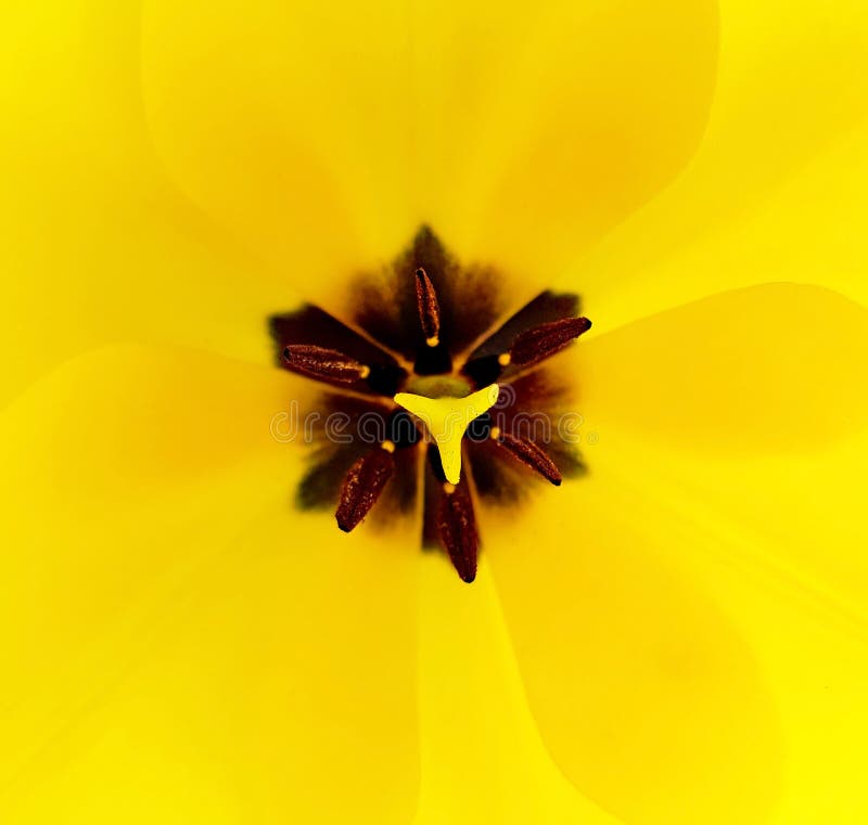 Top view of yellow tulip with pollen. Pretty blossom on a sunny day in the garden. royalty free stock photo Top view of yellow tulip with pollen. Pretty blossom on a sunny day in the garden. royalty free stock photo