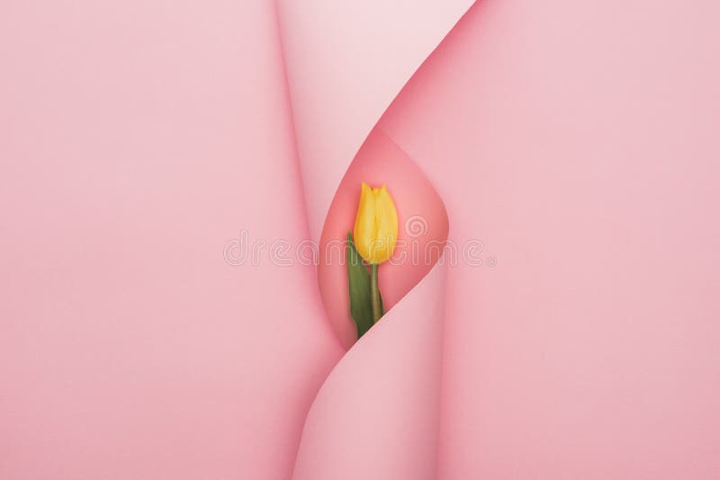 Top view of yellow tulip wrapped in paper swirl on pink background