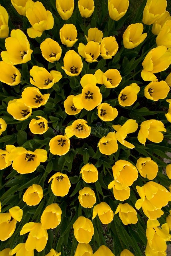 Top view of yellow tulips