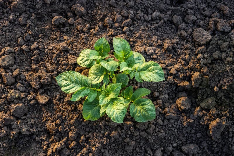 Top View of a Young Potato Plant Stock Image Image of plantation, outdoors 89499443