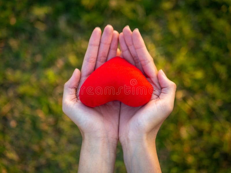 Top view Young woman hand holding red heart. Happy,Love,Valentine Concept stock images Top view Young woman hand holding red heart. Happy,Love,Valentine Concept stock images