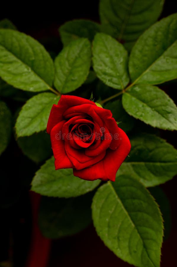 Rose flowers digital design 3D wallpapers Background hd wallpaper Hd flower wallpaper Flower wallpaper