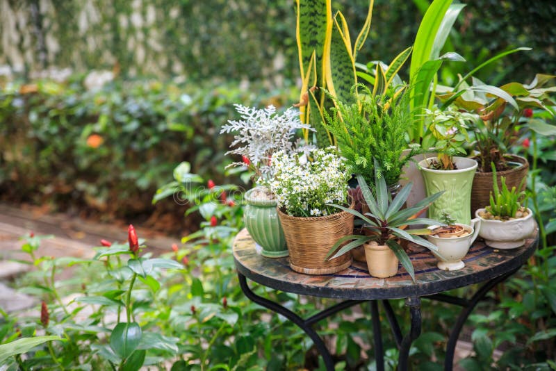 Topfpflanzen im Garten stockfoto. Bild von dekorativ