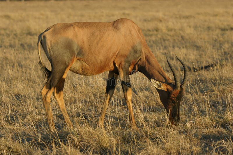 Topi