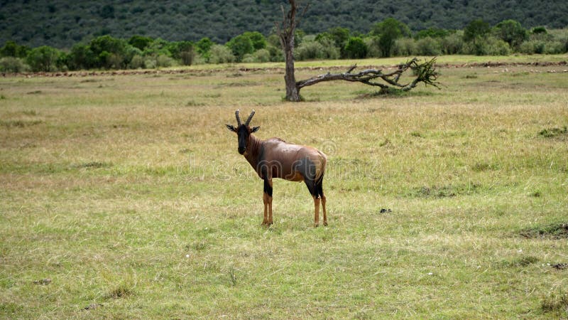 Topi Antelope or Damaliscus Korrigum in Africa, Kenya royalty free stock photo Topi Antelope or Damaliscus Korrigum in Africa, Kenya royalty free stock photo