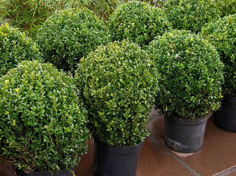 Topiary bushes