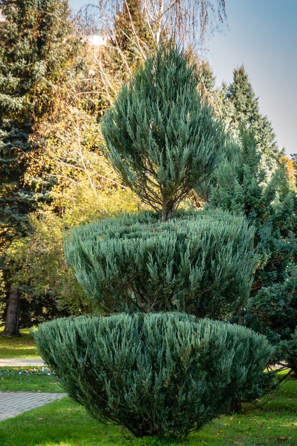 Topiary sztuka na ulicach jesieni miasto Tworzący evergreens Pozbawiony jałowcowy Juniperus scopulorum Szybko wzrastać obrazy stock Topiary sztuka na ulicach jesieni miasto Tworzący evergreens Pozbawiony jałowcowy Juniperus scopulorum Szybko wzrastać obrazy stock