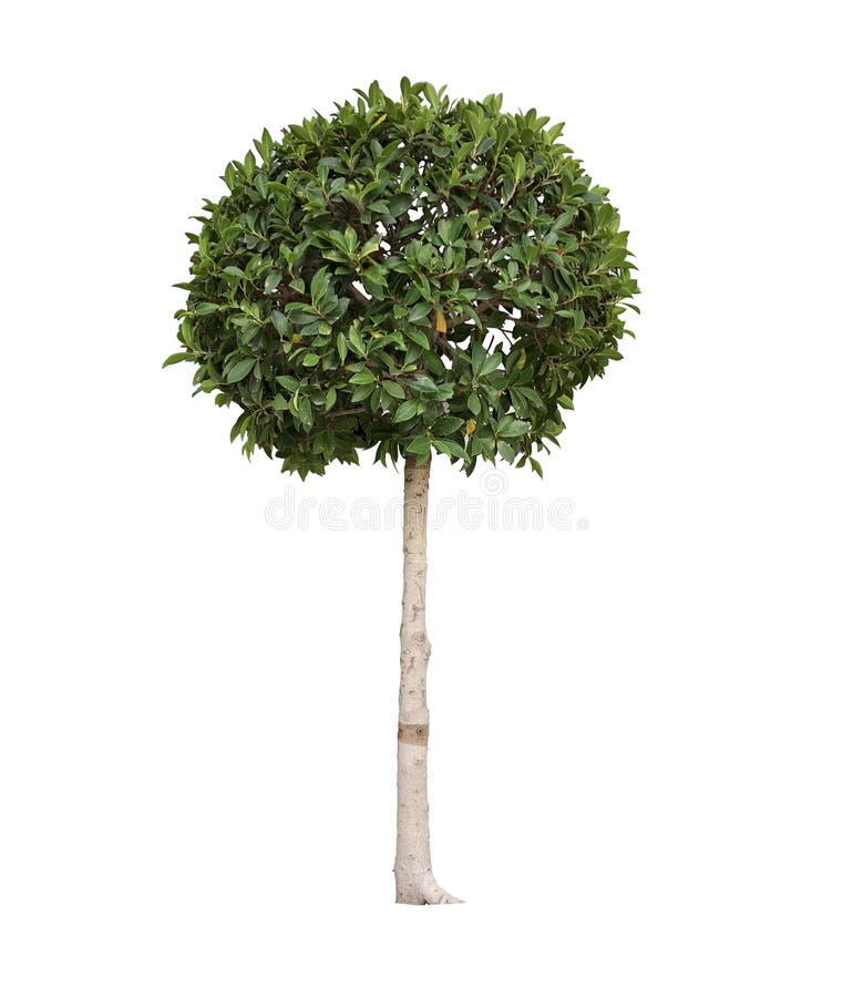 Topiary trees in the pot isolated on white background stock photo Topiary trees in the pot isolated on white background stock photo