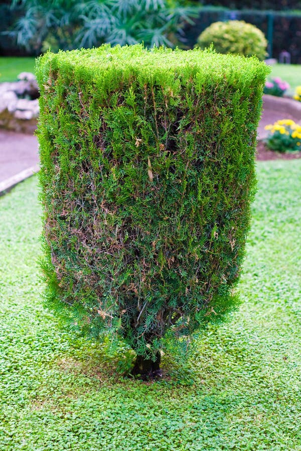 Topiary trimmed bush