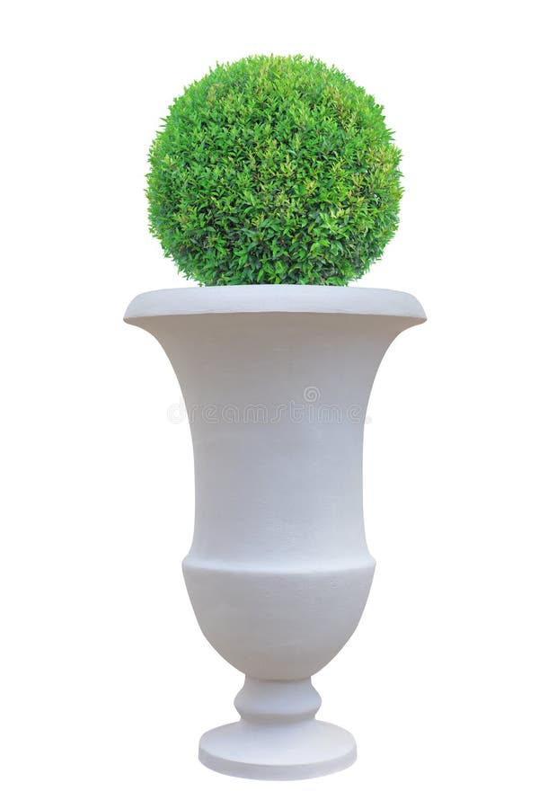 Topiary δέντρο μορφής θόλων κύκλων με το μεγάλο ρωμαϊκό δοχείο τερακότας ύφους που απομονώνεται στο άσπρο υπόβαθρο για το ιαπωνικ στοκ φωτογραφίες με δικαίωμα ελεύθερης χρήσης Topiary δέντρο μορφής θόλων κύκλων με το μεγάλο ρωμαϊκό δοχείο τερακότας ύφους που απομονώνεται στο άσπρο υπόβαθρο για το ιαπωνικ στοκ φωτογραφίες με δικαίωμα ελεύθερης χρήσης