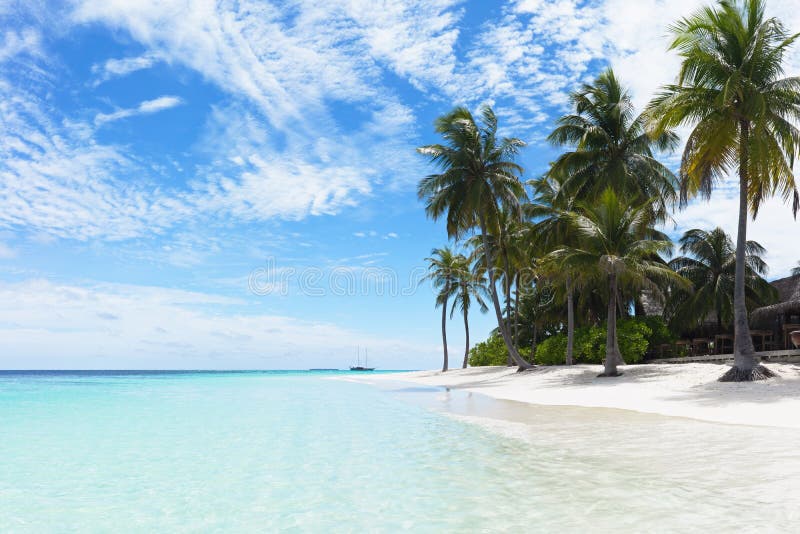 Bella spiaggia tropicale con palme.