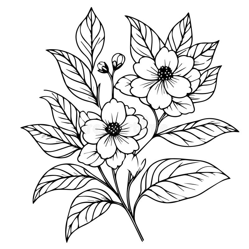 Jasmine Flower Drawings Stock Illustrations – 105 Jasmine Flower ...