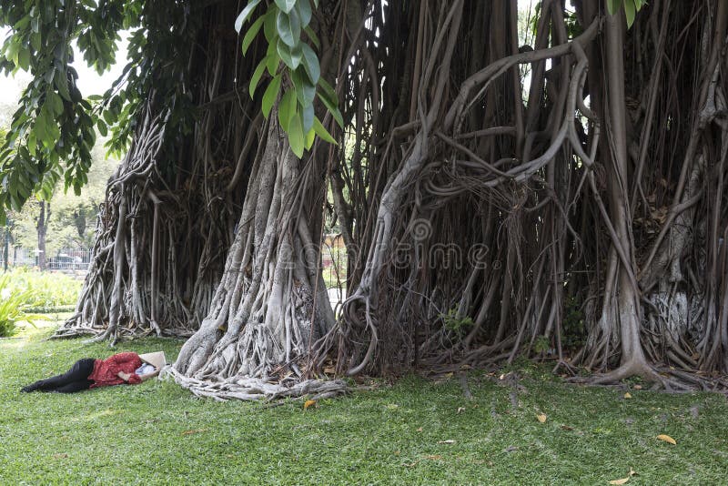 Tropical tree - Ficus elastica stock images