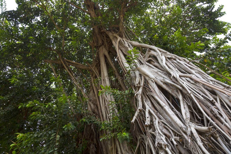 Tropical tree - Ficus elastica. It is a large tree in the banyan group of figs, growing to 30–40 metres tall, with a stout trunk up to 2 metres in diameter. The trunk develops aerial and buttressing roots to anchor it in the soil and help support heavy branches. It could be seen in South East Asian countries.