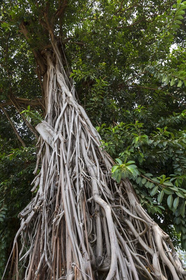Tropical tree - Ficus elastica stock photo
