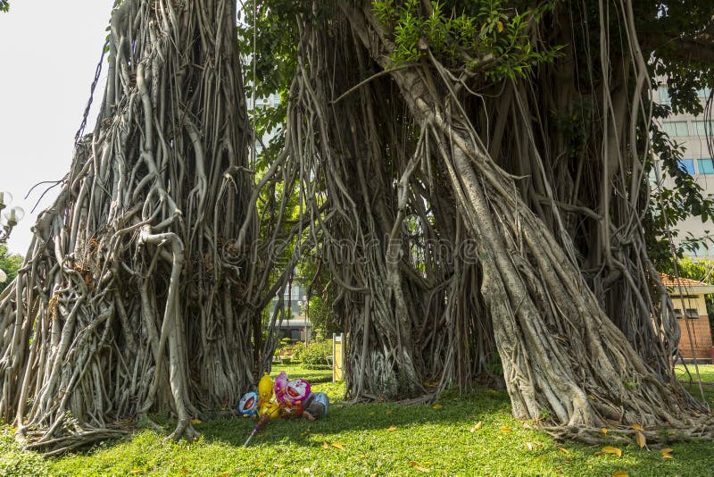 Tropical tree - Ficus elastica stock image