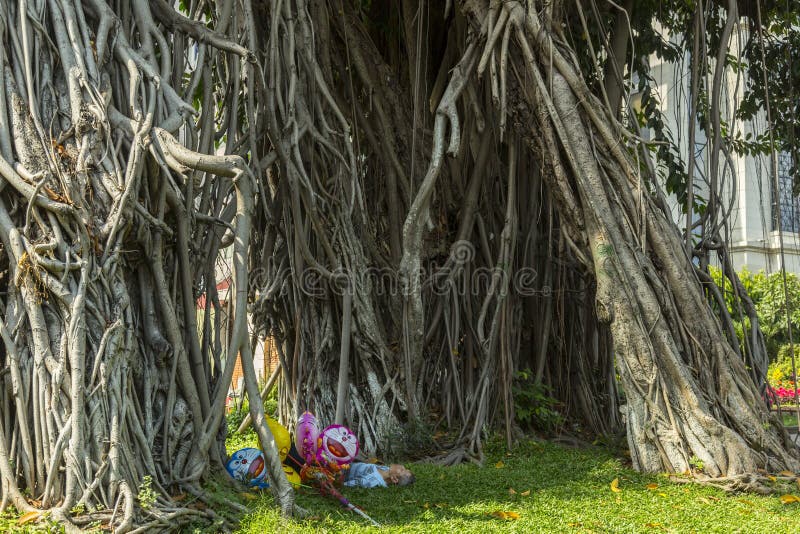 Tropical tree - Ficus elastica royalty free stock images