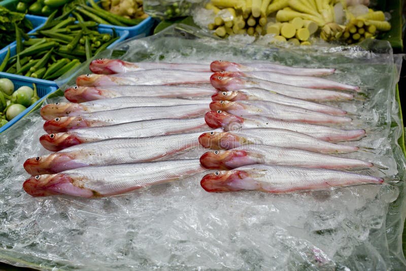 Topmouth culter，在冰的淡水鱼在市场泰国上