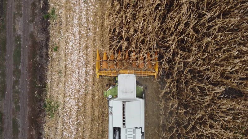 Topo de vista combinam-se debulhos de colheitas de milho no campo agrícola.