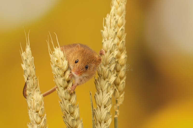 A little cute harvest mouse on wheat. A little cute harvest mouse on wheat