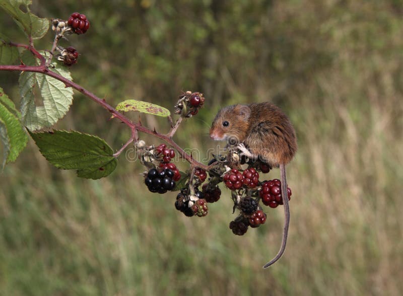 Harvest mouse, Micromys minutus climbing up stem. Harvest mouse, Micromys minutus climbing up stem