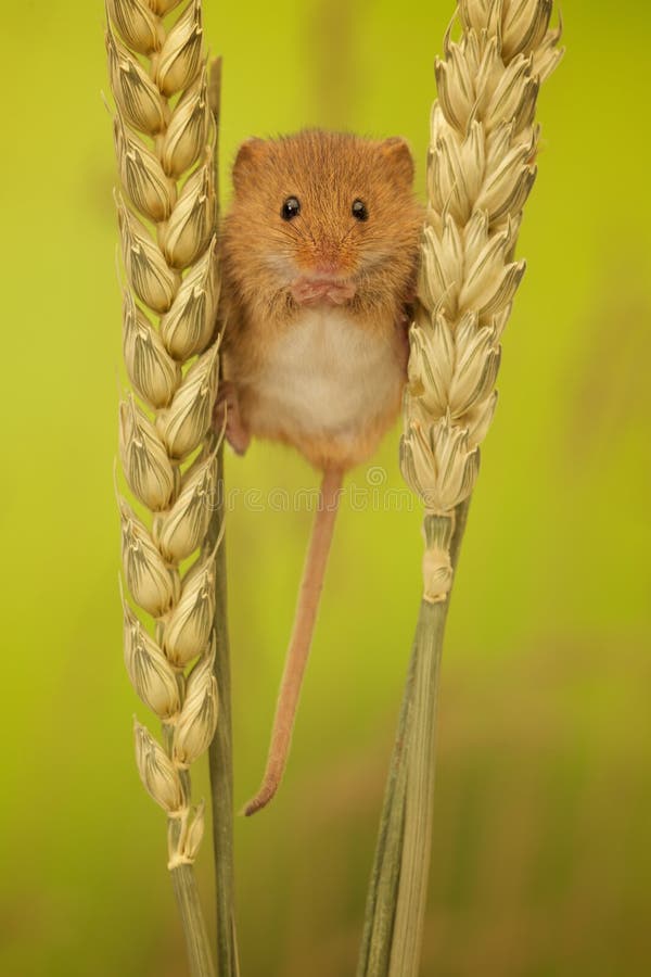 A little cute harvest mouse on wheat looking at the camera. A little cute harvest mouse on wheat looking at the camera
