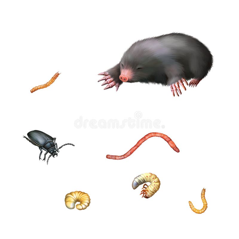 Topo europeo, escarabajo negro, larvas, gusanos