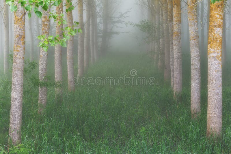 Topolowy gaj w mglistym ranku obrazy stock Topolowy gaj w mglistym ranku obrazy stock