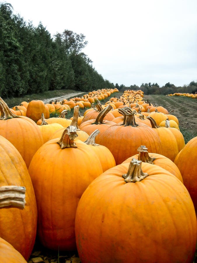 Toppa della zucca in un campo fotografie stock libere da diritti Toppa della zucca in un campo fotografie stock libere da diritti