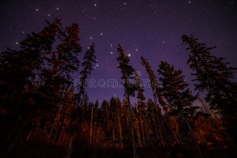Many large stars in the sky above evergreen trees in forest. Many large stars in the sky above evergreen trees in forest.